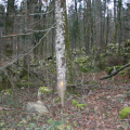2d CSOD nov 2014 030