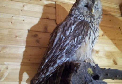 4d CSOD nov 2014 045