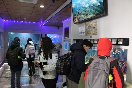 Samostojni ogled akvarija v Piranu