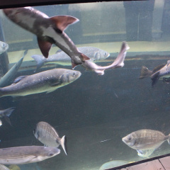 V akvariju