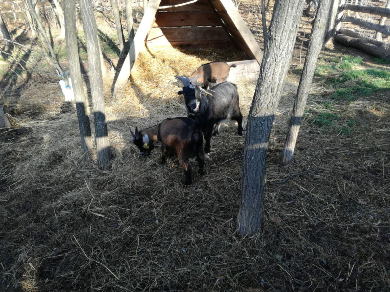 TRADICIONALNI SLOVENSKI ZAJTRK nov 2018016