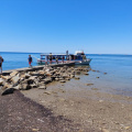 DEBELI RTIČ 2 2022014